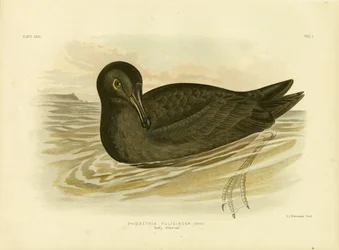 Albatros fuligginoso, 1891